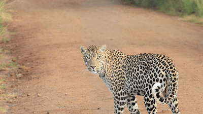 Charger - professional stock photography
