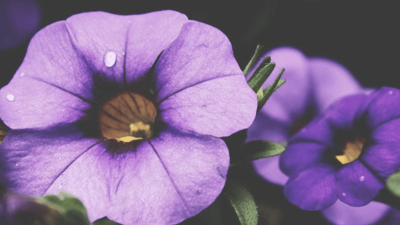 Earbuds - professional stock photography