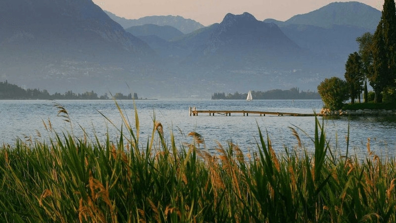 Mouse - professional stock photography