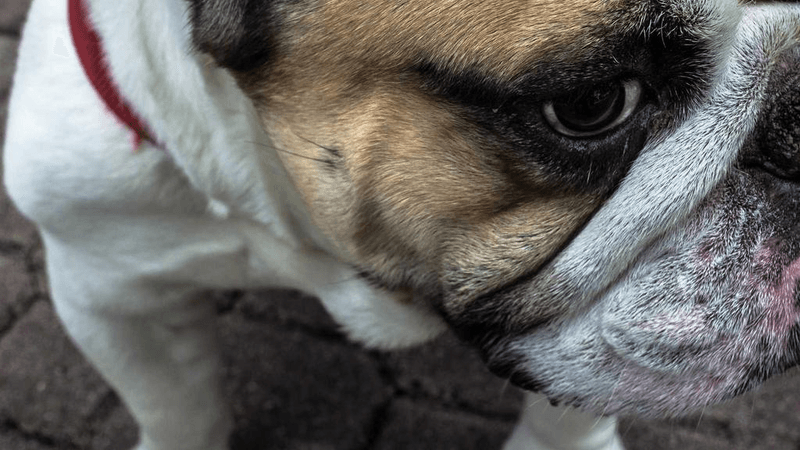 Mouse - professional stock photography